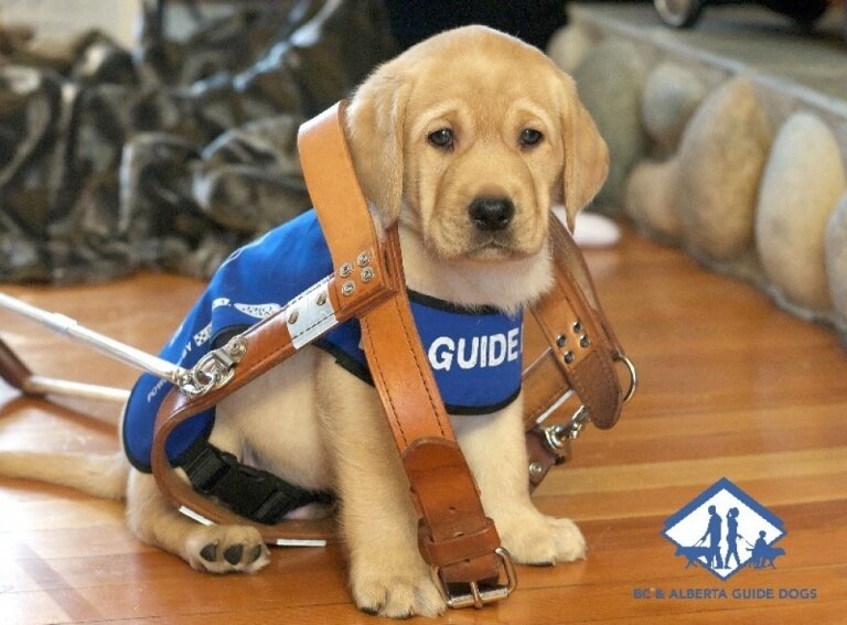 Charity Of Choice: Alberta Guide Dogs